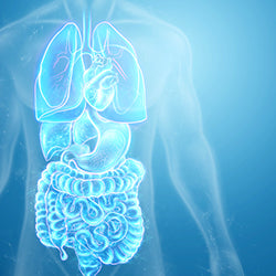 Gut Health